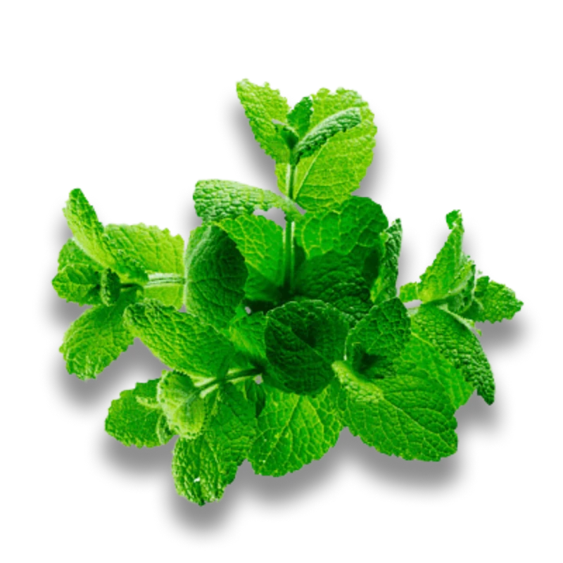Chlorophyll