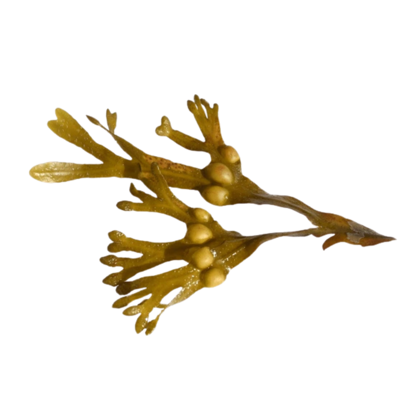 Bladder Wrack