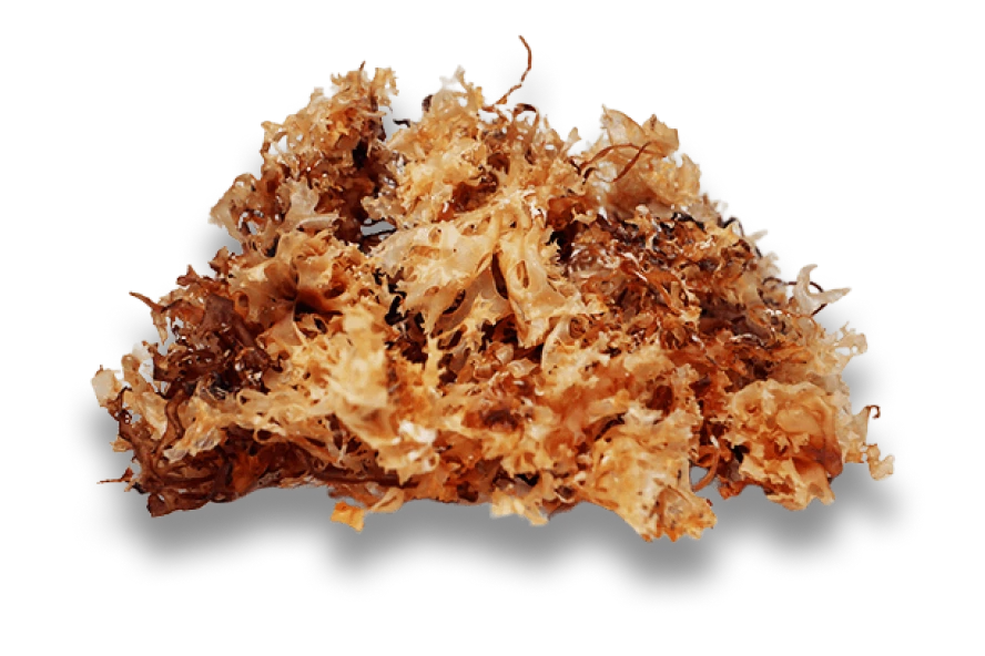 Wild Sea Moss