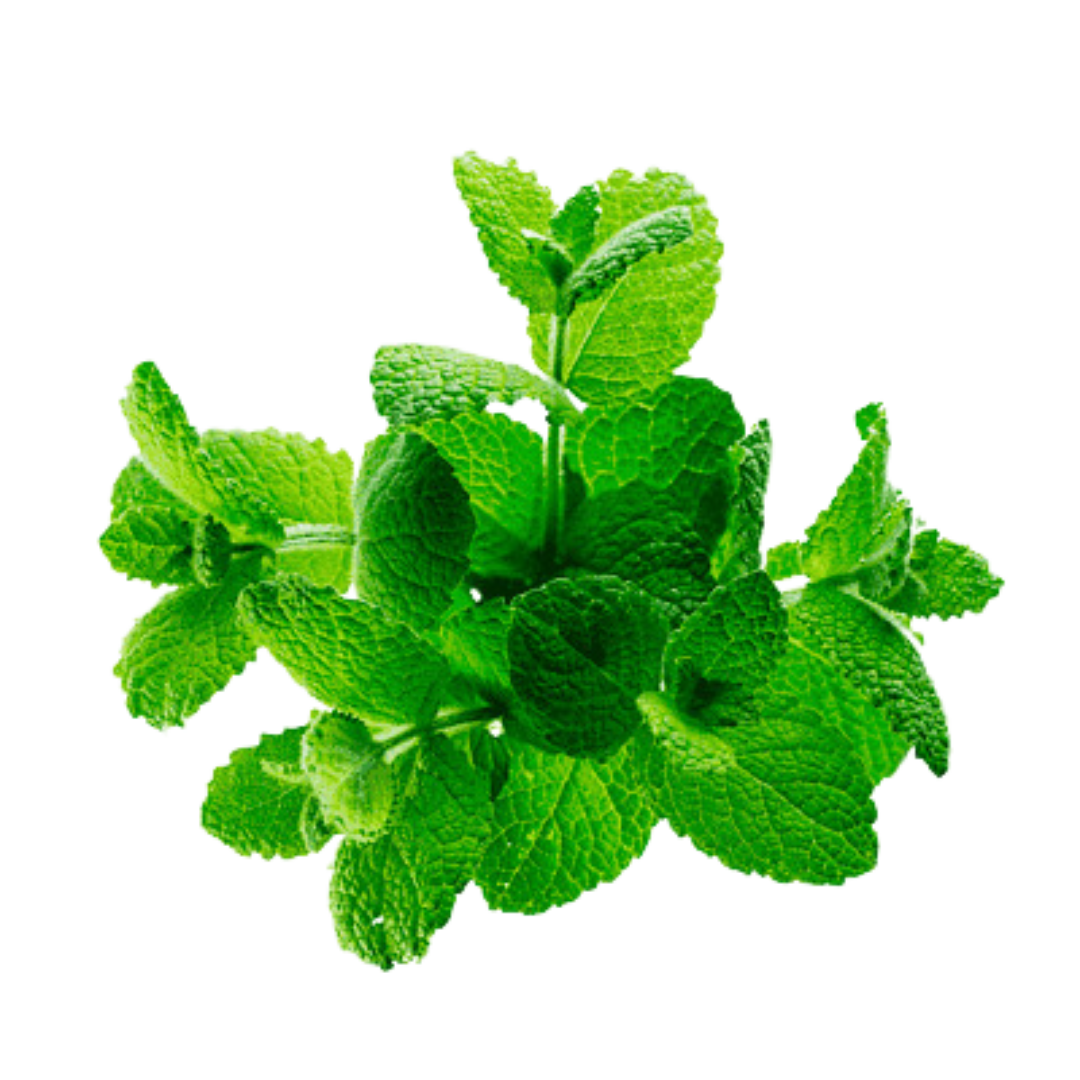 Chlorophyll