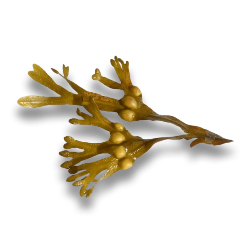 Bladder Wrack